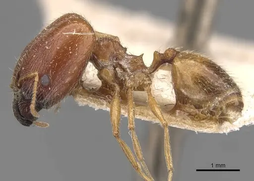 Pheidole schultzei - CASENT0907831