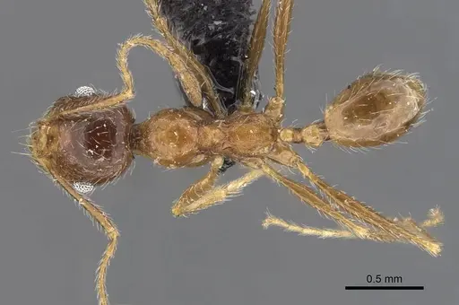 Pheidole schultzei - CASENT0907832