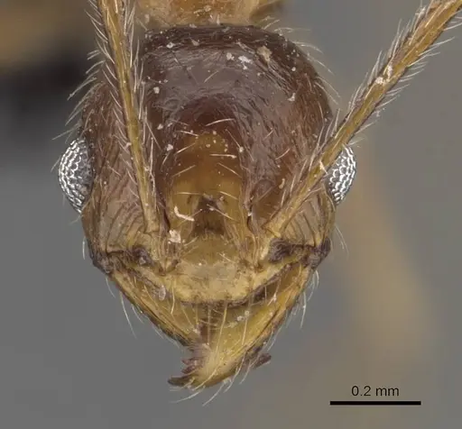 Pheidole schultzei - CASENT0907832