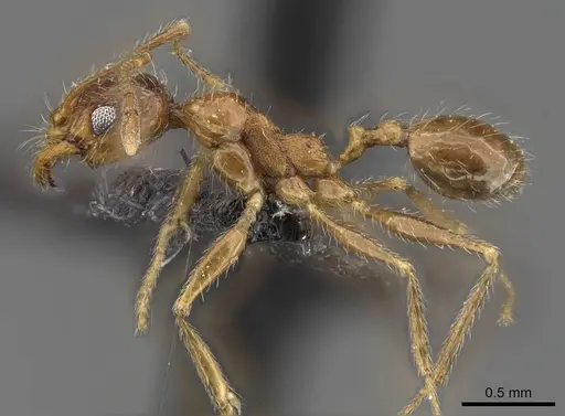 Pheidole schultzei - CASENT0907832