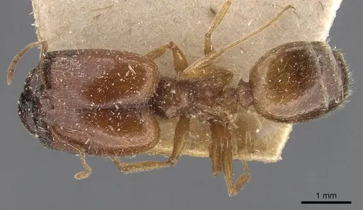 Pheidole schultzei - CASENT0907833