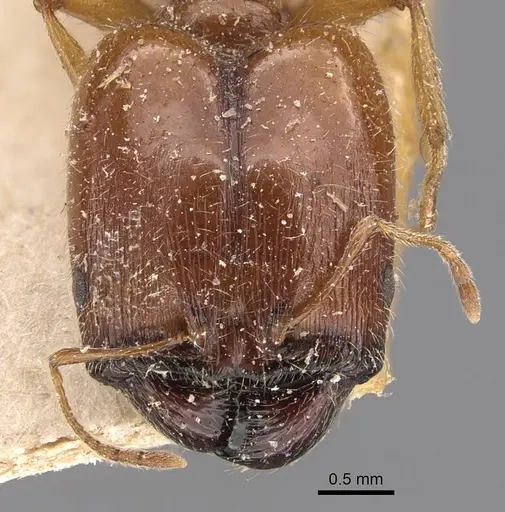 Pheidole schultzei - CASENT0907833