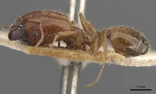 Pheidole schultzei - CASENT0907833