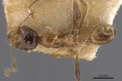 Pheidole schultzei - CASENT0907834