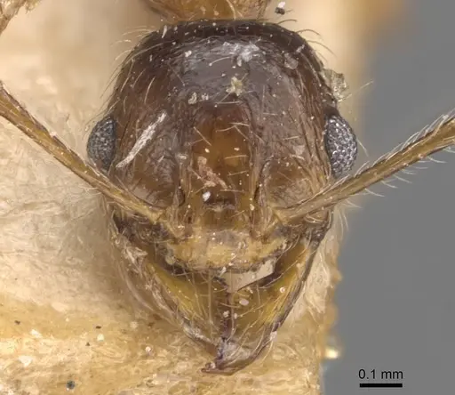 Pheidole schultzei - CASENT0907834