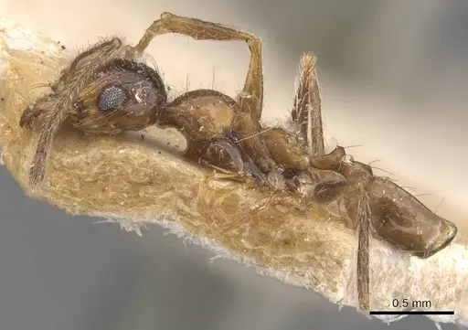 Pheidole schultzei - CASENT0907834