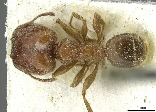 Pheidole schultzei - CASENT0913433