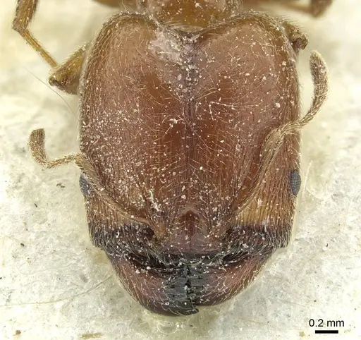 Pheidole schultzei - CASENT0913433