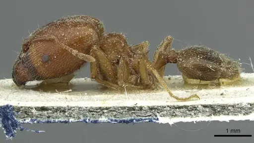 Pheidole schultzei - CASENT0913433