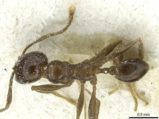 Pheidole schultzei - CASENT0913434