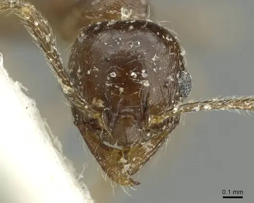 Pheidole schultzei - CASENT0913434