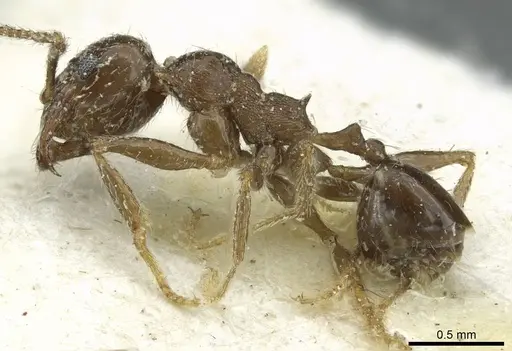 Pheidole schultzei - CASENT0913434