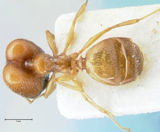 Pheidole schultzei - FOCOL1315