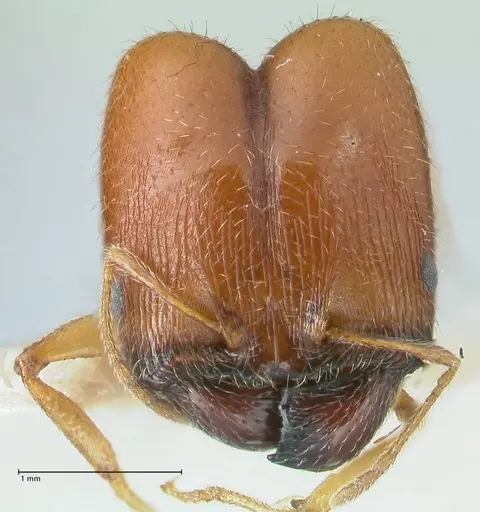 Pheidole schultzei - FOCOL1315
