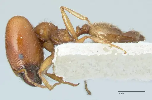Pheidole schultzei - FOCOL1315