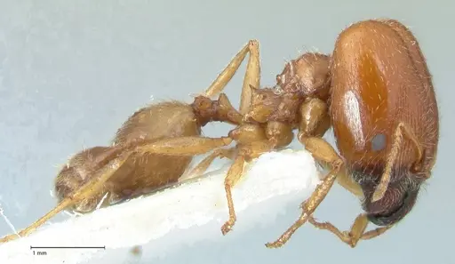 Pheidole schultzei - FOCOL1315