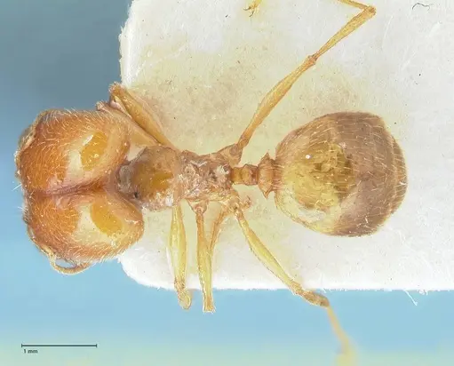Pheidole schultzei - FOCOL1316