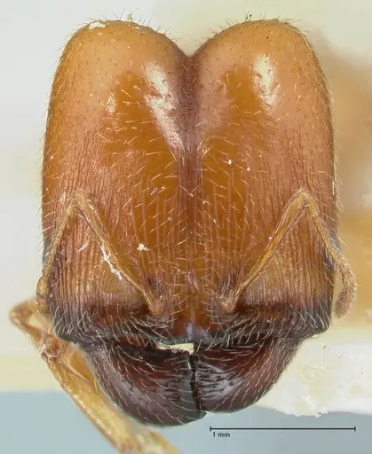 Pheidole schultzei - FOCOL1316