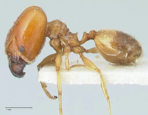 Pheidole schultzei - FOCOL1316