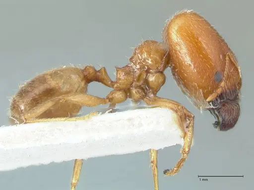 Pheidole schultzei - FOCOL1316