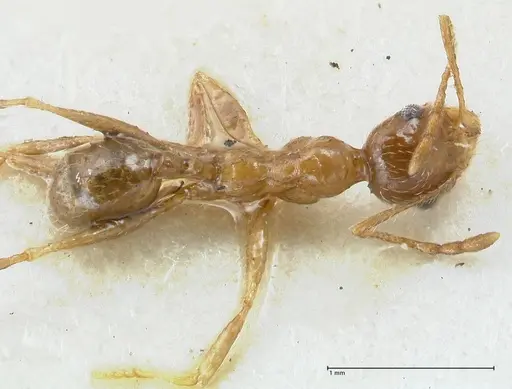 Pheidole schultzei - FOCOL1317