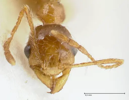 Pheidole schultzei - FOCOL1317