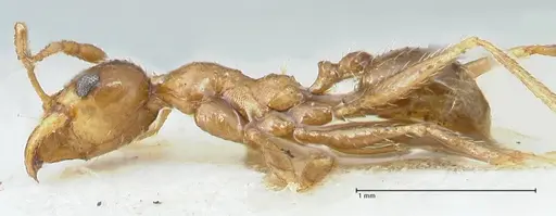 Pheidole schultzei - FOCOL1317