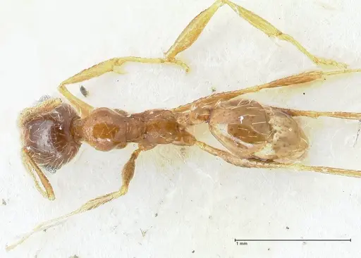Pheidole schultzei - FOCOL1318