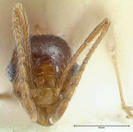 Pheidole schultzei - FOCOL1318
