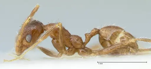 Pheidole schultzei - FOCOL1318