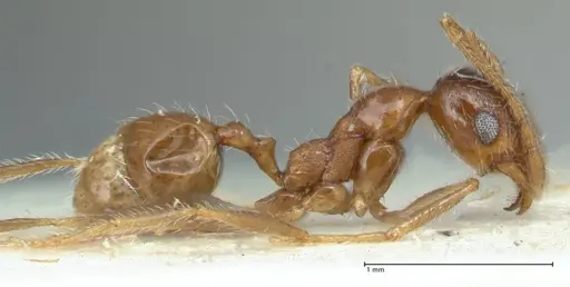 Pheidole schultzei - FOCOL1318