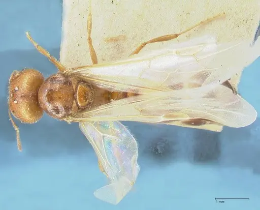 Pheidole schultzei - FOCOL1319