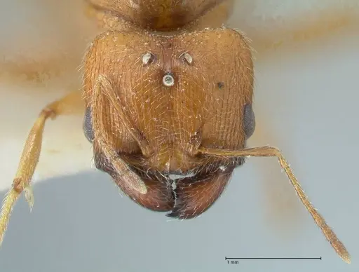 Pheidole schultzei - FOCOL1319