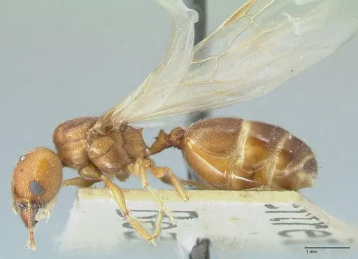 Pheidole schultzei - FOCOL1319