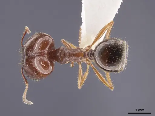 Pheidole schwarzmaieri specimen