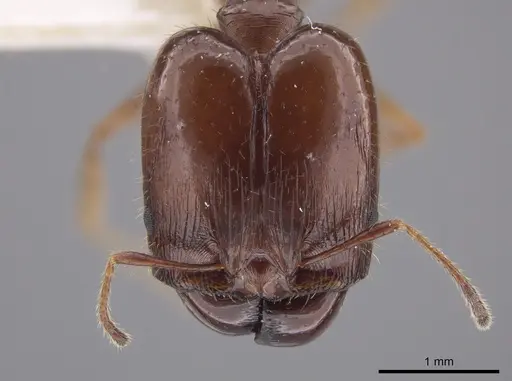 Pheidole schwarzmaieri specimen