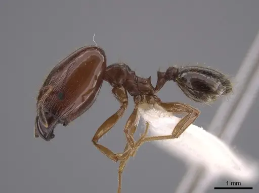 Pheidole schwarzmaieri specimen