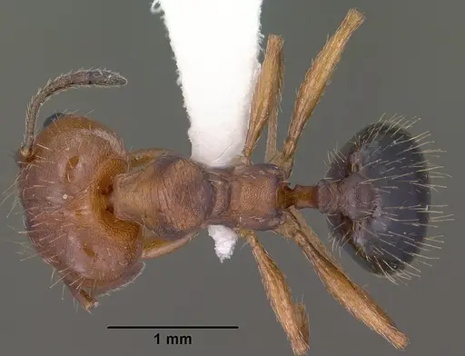 Pheidole sciara specimen