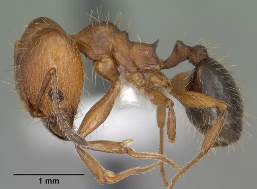 Pheidole sciara specimen