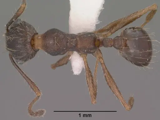 Pheidole sciara - CASENT0104446