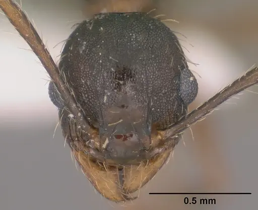 Pheidole sciara - CASENT0104446