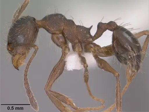 Pheidole sciara - CASENT0104446