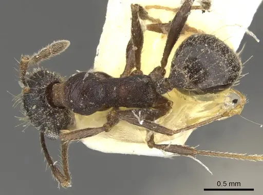 Pheidole sciara - CASENT0901553