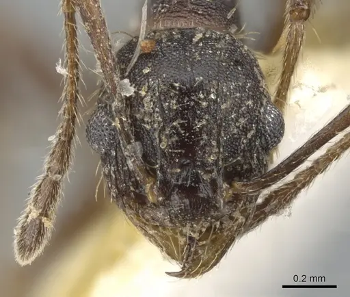 Pheidole sciara - CASENT0901553