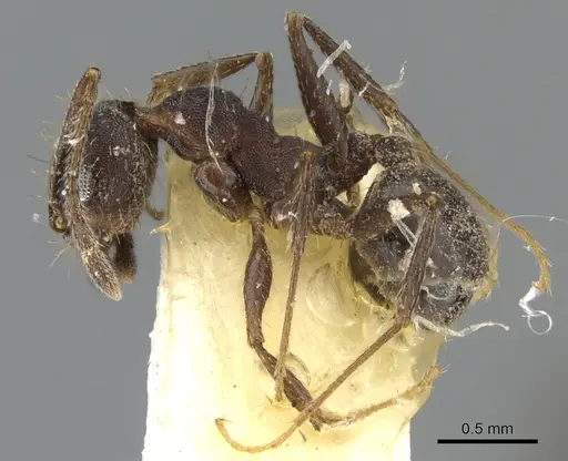 Pheidole sciara - CASENT0901553
