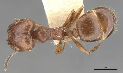Pheidole sciara - CASENT0901554
