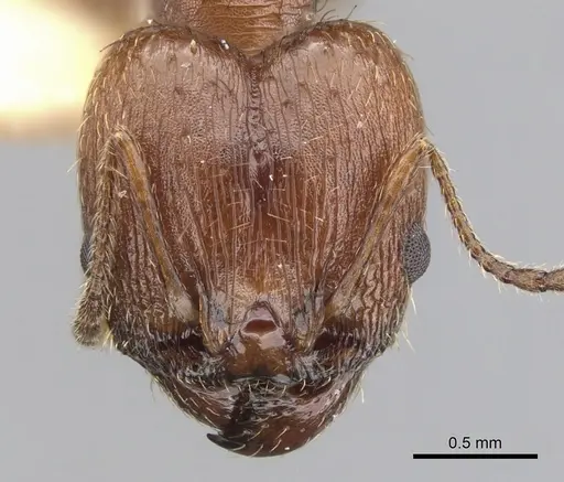 Pheidole sciara - CASENT0901554