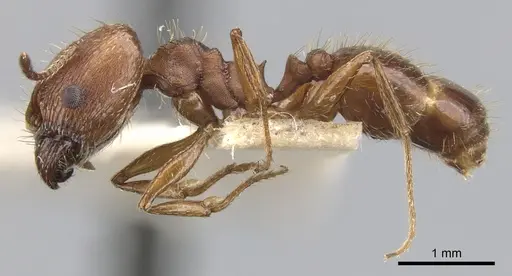 Pheidole sciara - CASENT0901554