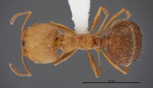 Pheidole sciara - FMNHINS0000062817