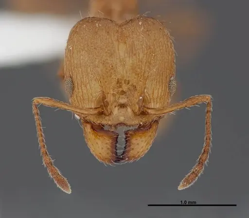 Pheidole sciara - FMNHINS0000062817